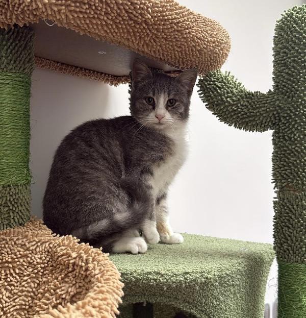 Perla Dolcissima Micina Cerca Casa 