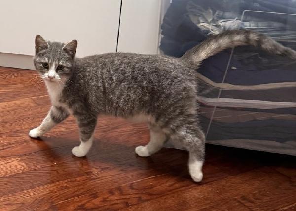 Perla dolcissima micina cerca casa  Foto 2