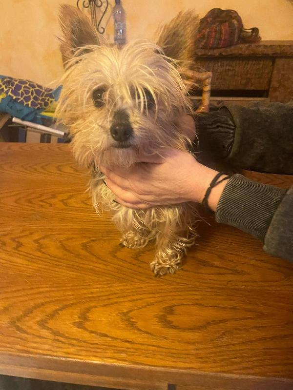 Bibi Yorkshire 4 Anni , Taglia Piccola 2 Kg 