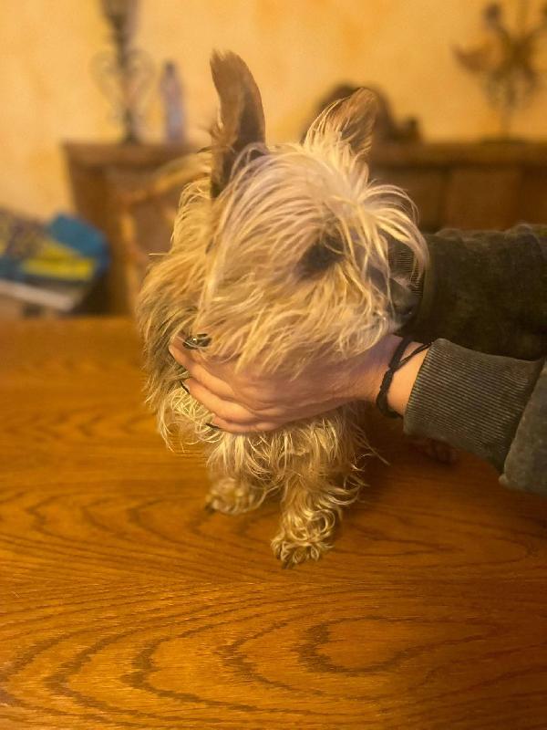 Bibi yorkshire 4 anni , taglia piccola 2 kg  Foto 2