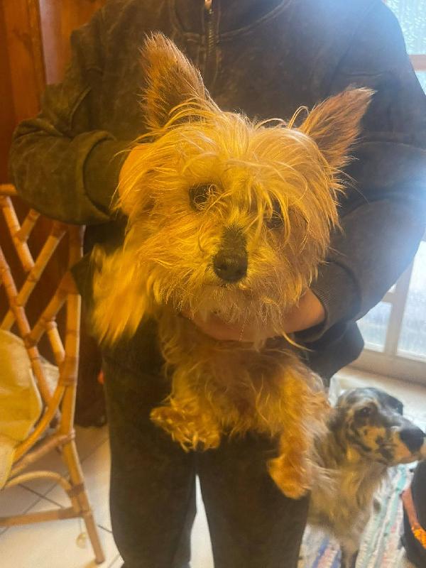 Bibi yorkshire 4 anni , taglia piccola 2 kg  Foto 3