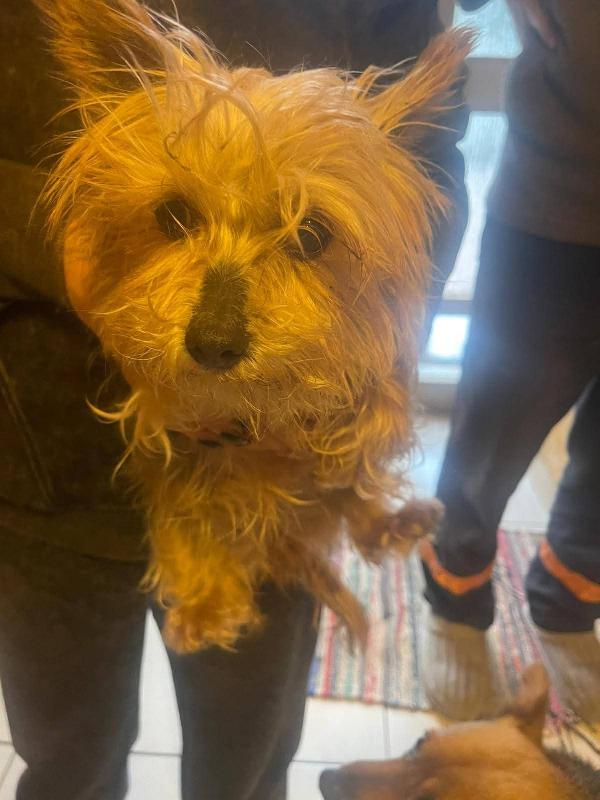 Bibi yorkshire 4 anni , taglia piccola 2 kg  Foto 4