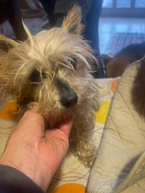 Bibi yorkshire 4 anni , taglia piccola 2 kg  Foto 5