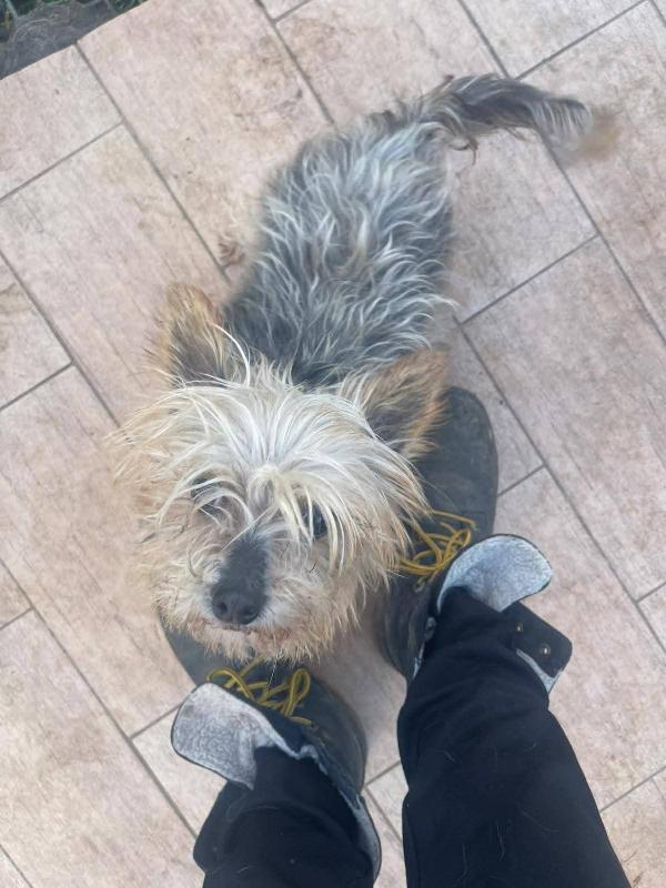 Bibi yorkshire 4 anni , taglia piccola 2 kg  Foto 6