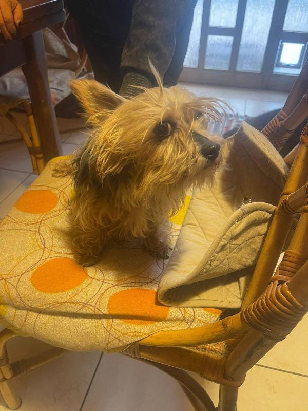 Bibi yorkshire 4 anni , taglia piccola 2 kg  Foto 7