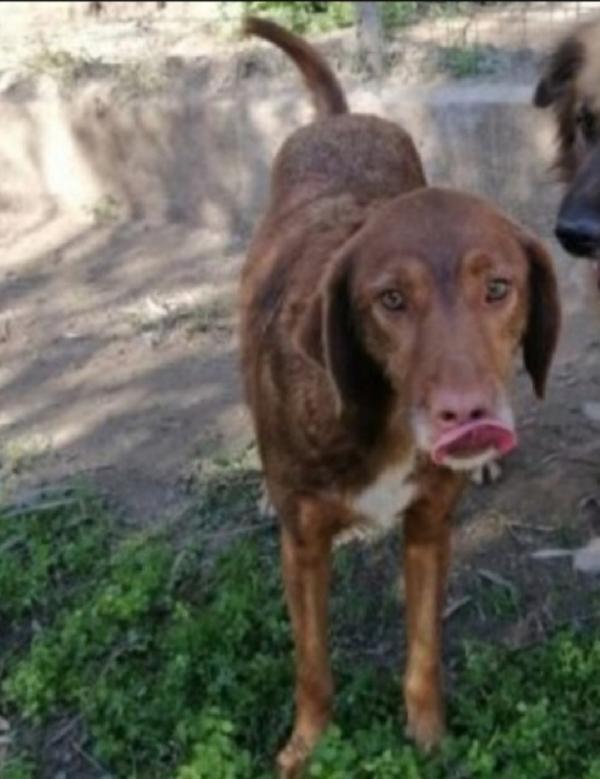 Chicco adulto fulvo aspetta da cucciolo..CALABRIA Foto 2