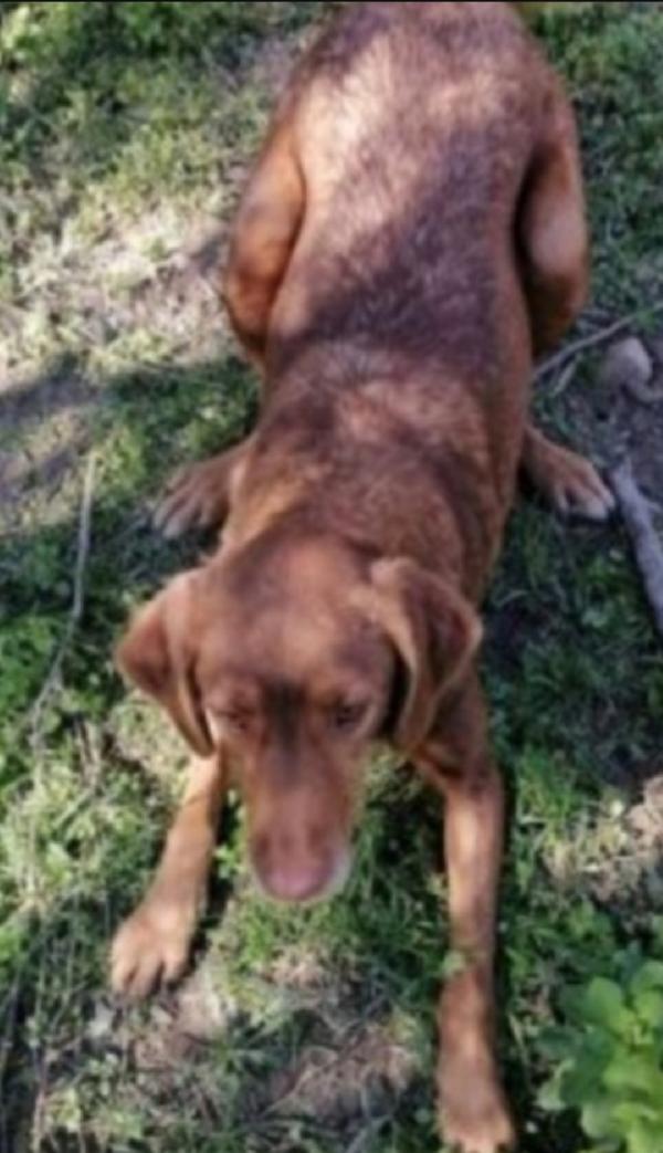 Chicco adulto fulvo aspetta da cucciolo..CALABRIA Foto 3