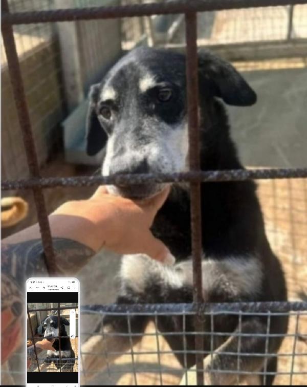 Musetto 11Anni Una Vita In Canile. Catania 