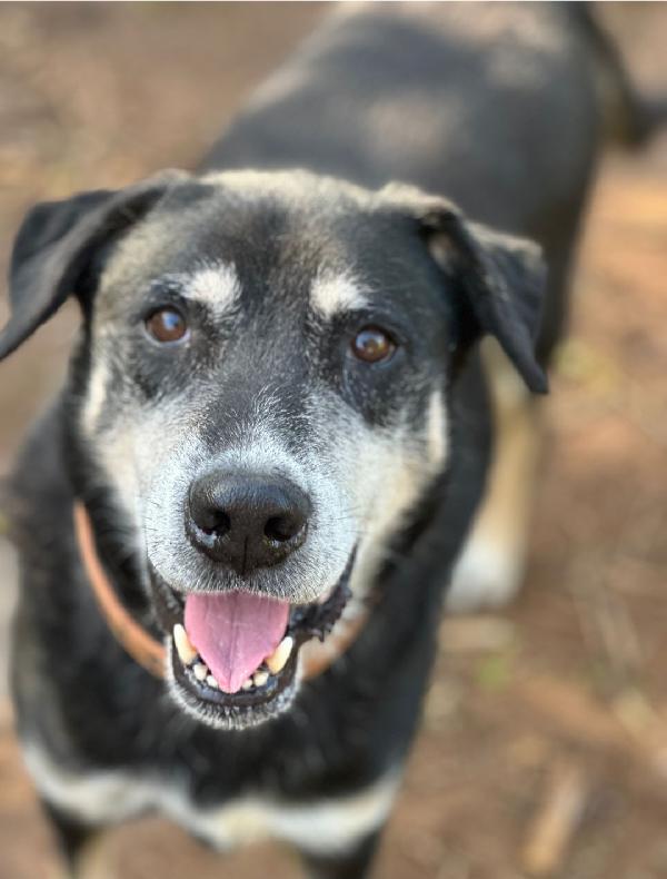 Musetto 11anni una vita in canile. CATANIA  Foto 2