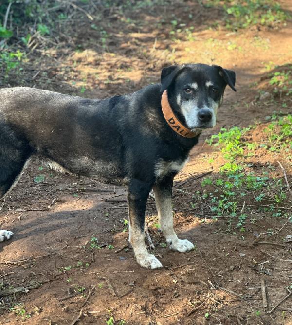 Musetto 11anni una vita in canile. CATANIA  Foto 3