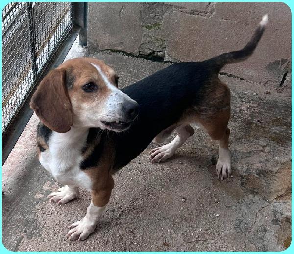 NAPOLEONE MIX BEAGLE 4 ANNI, SI DISPERA NEL SUO BOX E SOGNA QUALCUNO CHE LO AMI Foto 2