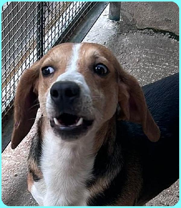 NAPOLEONE MIX BEAGLE 4 ANNI, SI DISPERA NEL SUO BOX E SOGNA QUALCUNO CHE LO AMI Foto 3