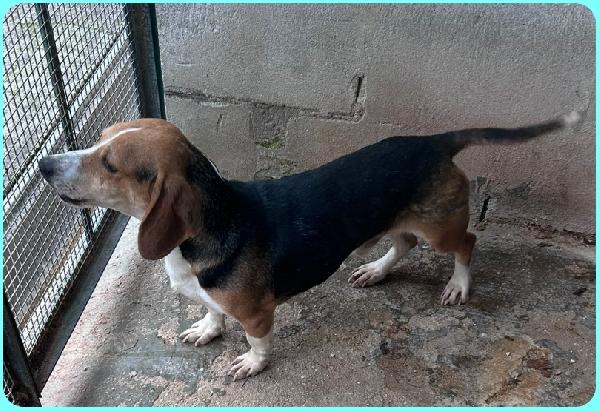 NAPOLEONE MIX BEAGLE 4 ANNI, SI DISPERA NEL SUO BOX E SOGNA QUALCUNO CHE LO AMI Foto 5
