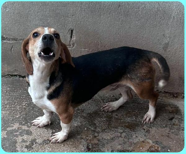 NAPOLEONE MIX BEAGLE 4 ANNI, SI DISPERA NEL SUO BOX E SOGNA QUALCUNO CHE LO AMI Foto 7