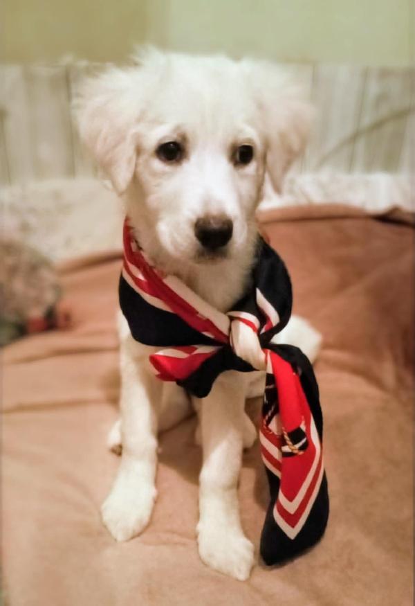 Sendi, Cucciola In Canile