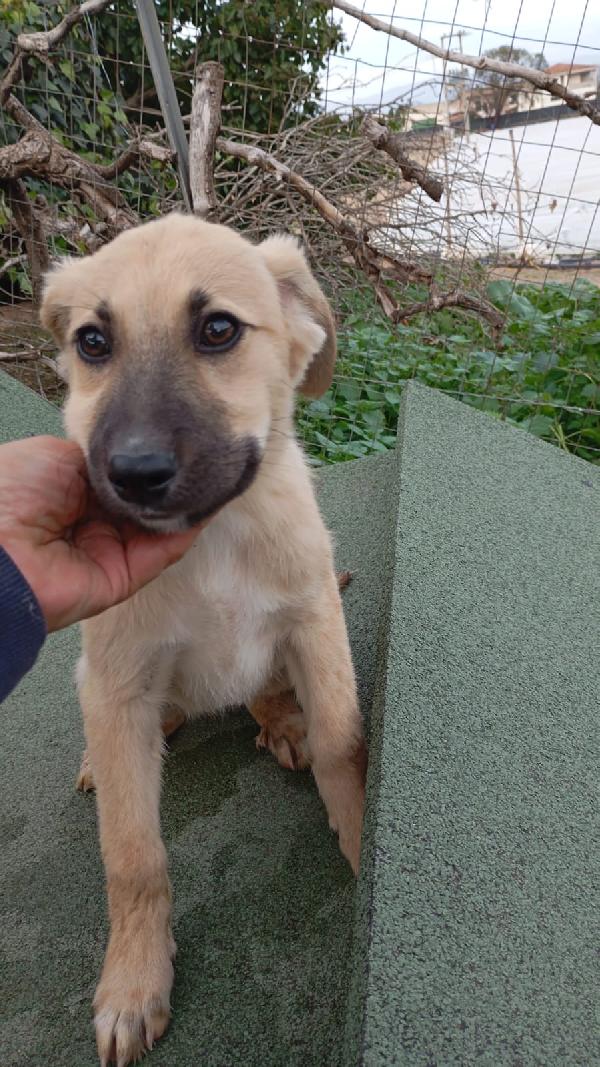 Ariel Meravigliosa Dolce Cucciola Cerca Famiglia 