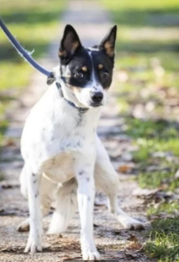 Bella 4anni e 1/2 nessuno la toglie dal canile.MILANO Foto 2