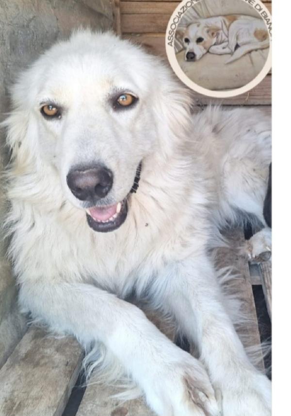 Dea mix Maremmana 2anni occhi ambra bellissima.SUD Foto 4