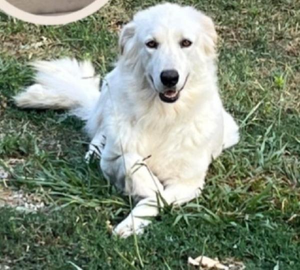 Dea mix Maremmana 2anni occhi ambra bellissima.SUD Foto 5