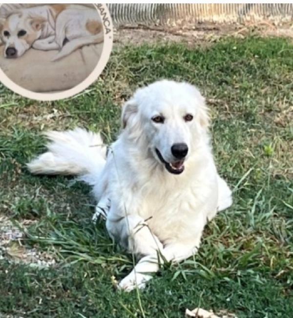 Dea mix Maremmana 2anni occhi ambra bellissima.SUD Foto 6