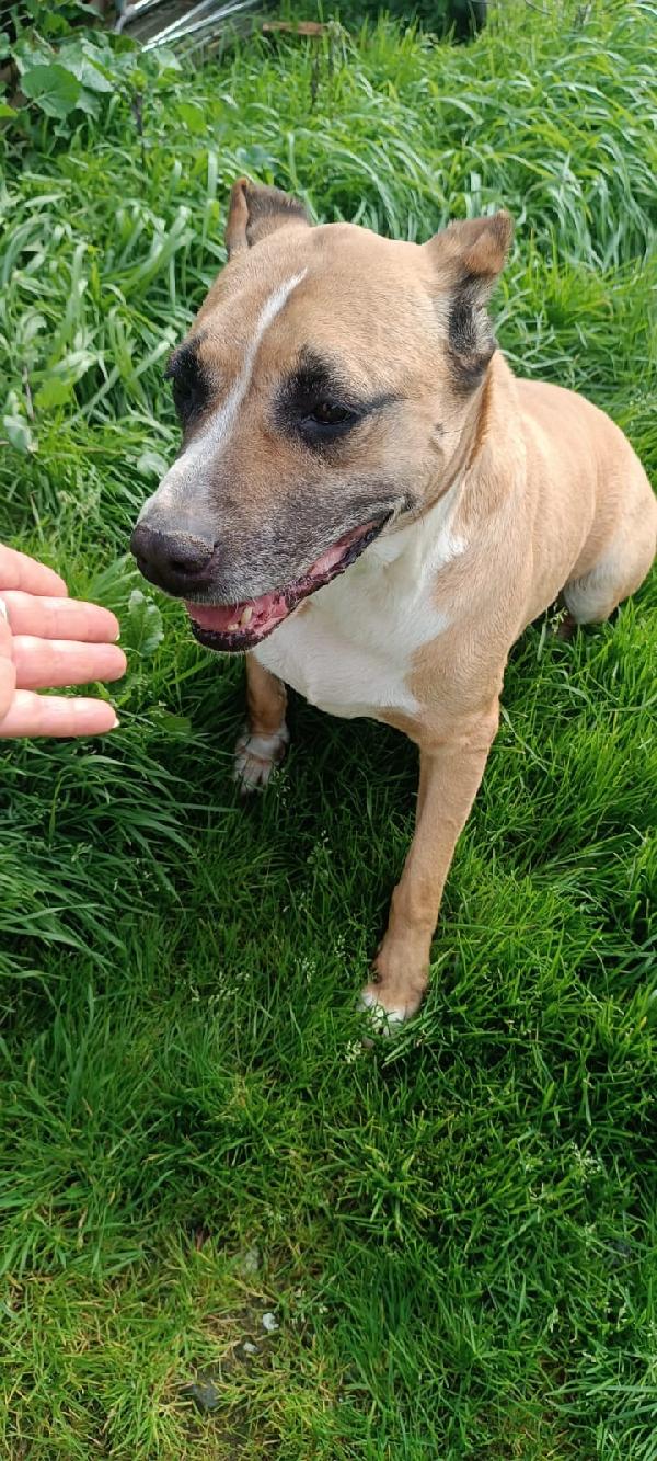 UNA FAMIGLIA PER AKIRA  Foto 2