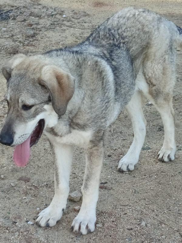 UNA MAMMA PER BALU Foto 3