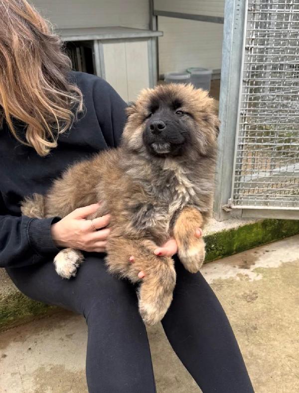 Bobby: 4 mesi taglia grande  Foto 2