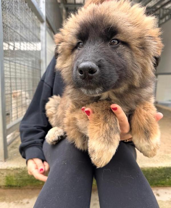 Bobby: 4 mesi taglia grande  Foto 3