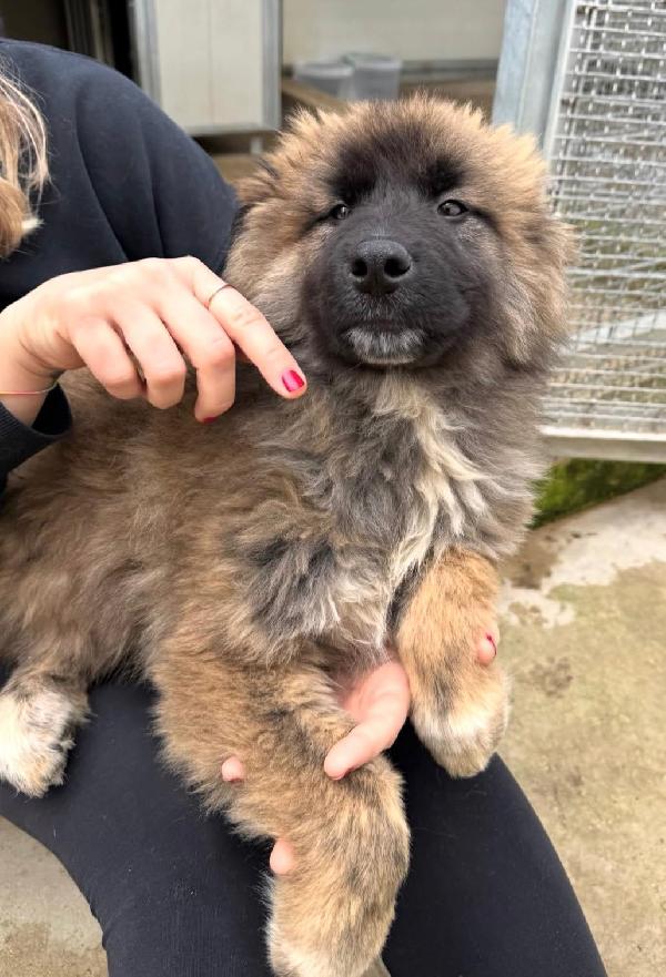 Bobby: 4 mesi taglia grande  Foto 4