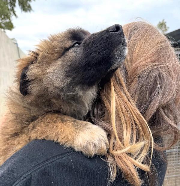 Bobby: 4 mesi taglia grande  Foto 5