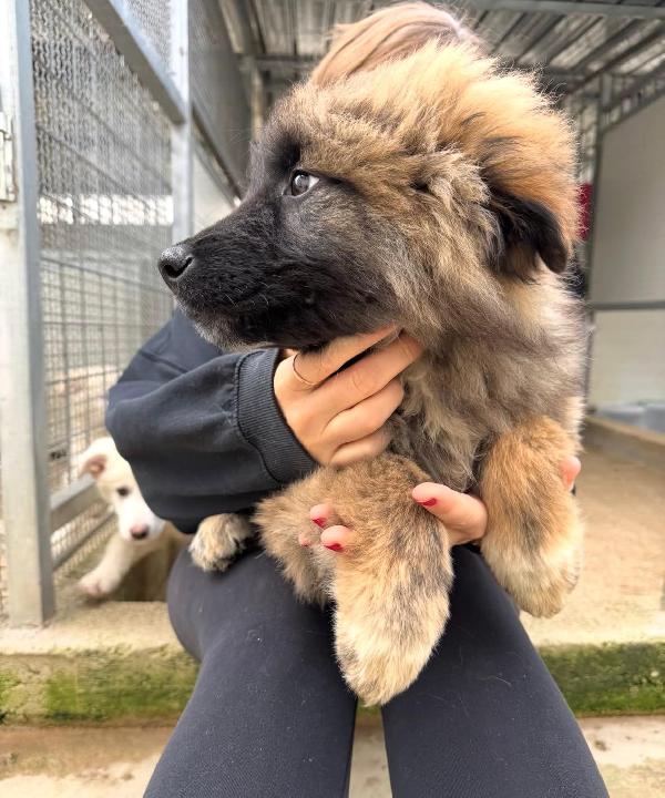 Bobby: 4 mesi taglia grande  Foto 6