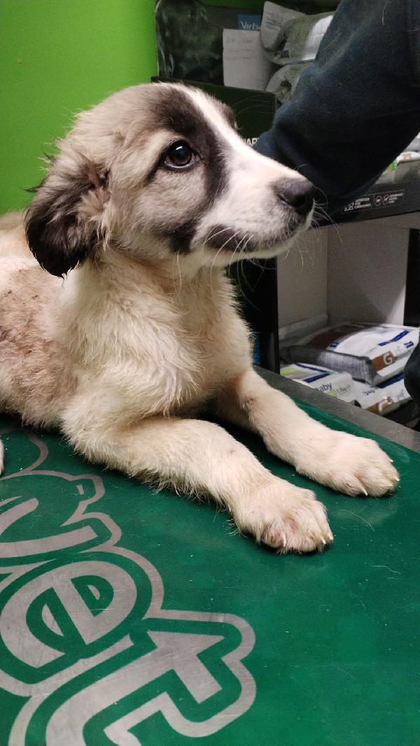 Tayler Cucciolo Meraviglioso ❤️