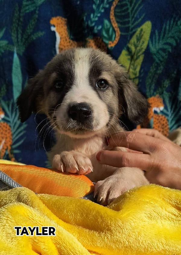 TAYLER cucciolo meraviglioso ❤️ Foto 2
