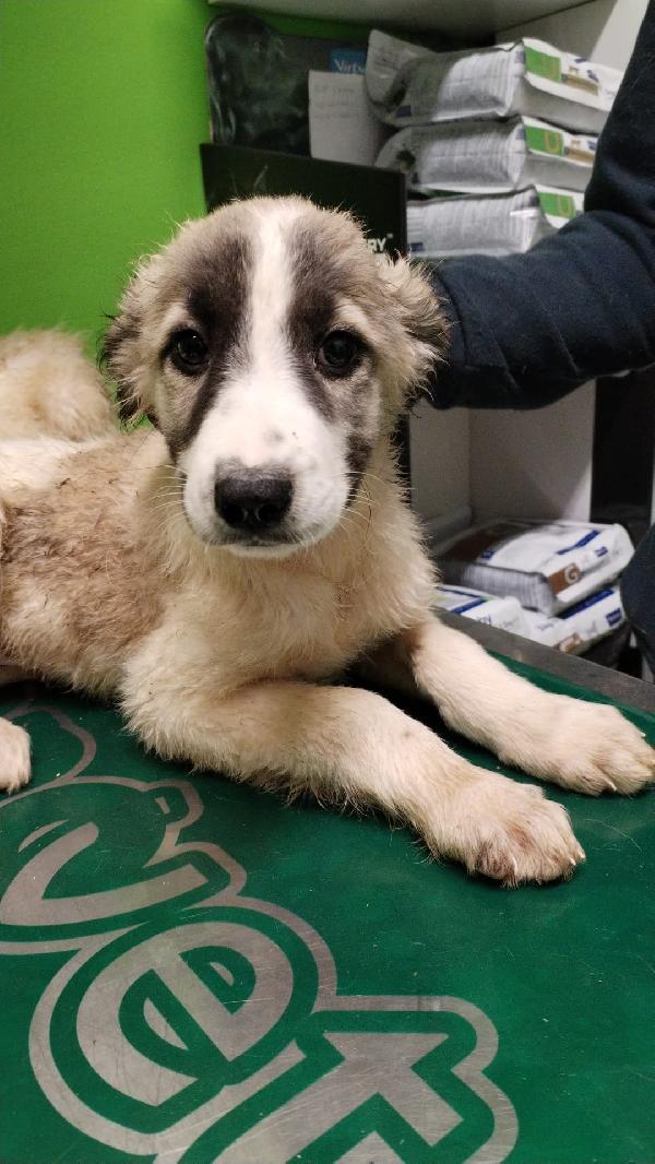 TAYLER cucciolo meraviglioso ❤️ Foto 3