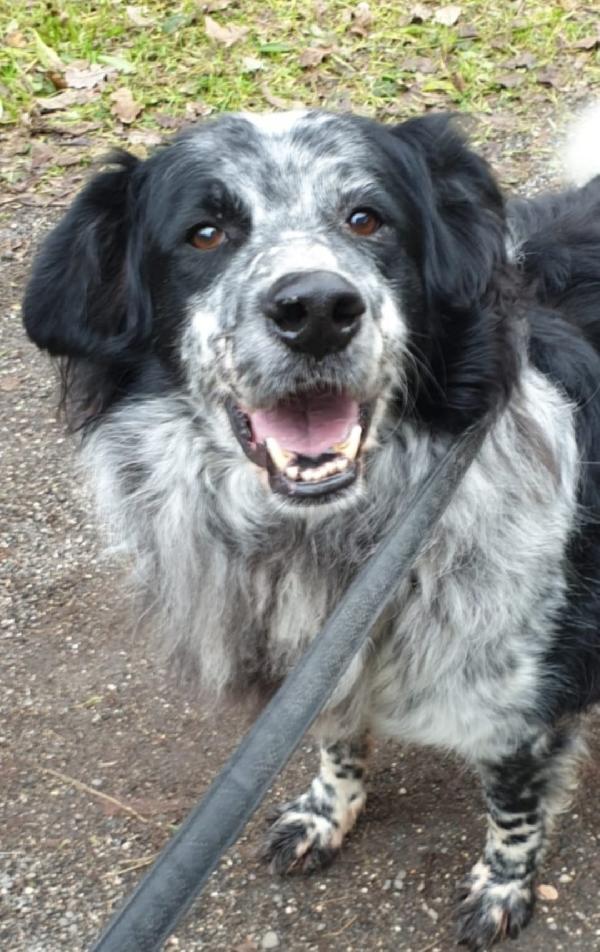 2fratelli mix Setter 13anni,10anni in 1lager.ROMA Foto 2