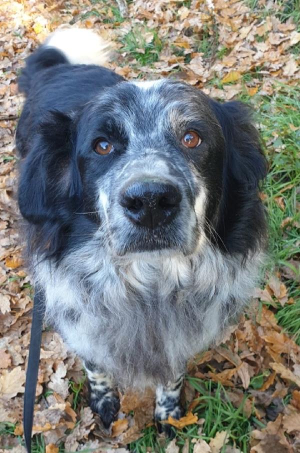 2fratelli mix Setter 13anni,10anni in 1lager.ROMA Foto 3