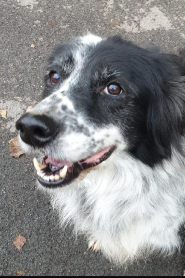 2fratelli mix Setter 13anni,10anni in 1lager.ROMA Foto 5