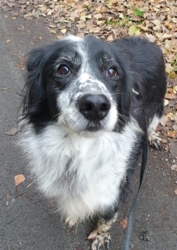 2fratelli mix Setter 13anni,10anni in 1lager.ROMA Foto 6