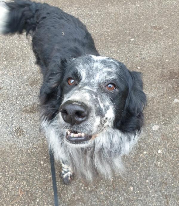 2fratelli mix Setter 13anni,10anni in 1lager.ROMA Foto 7