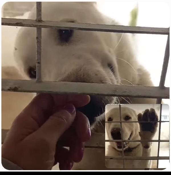 Rocco Splendido Pastore Dell’asia Centrale 