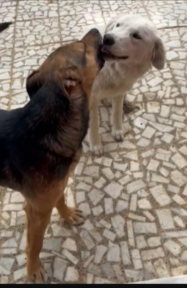 Alan mix lupetto ottimo carattere 2anni e 1/2 SICILIA Foto 2