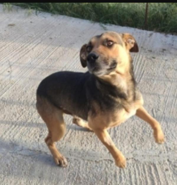 Alan mix lupetto ottimo carattere 2anni e 1/2 SICILIA Foto 4