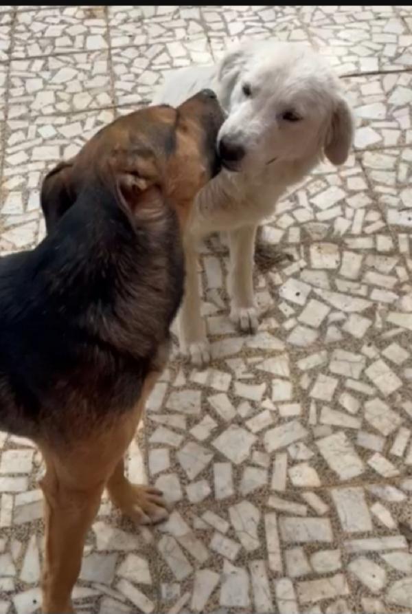 Alan mix lupetto ottimo carattere 2anni e 1/2 SICILIA Foto 5