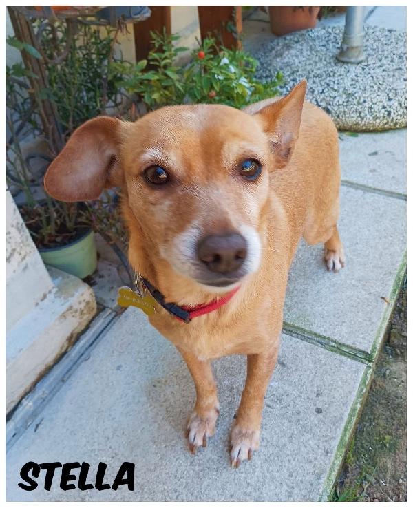 Stella Dolcissima Cagnolina Taglia Piccola 