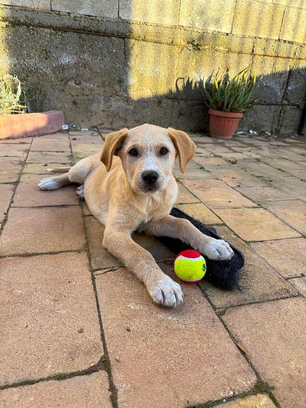 Wilson, 3 mesi, pastore Foto 3