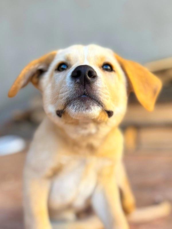 Wilson, 3 mesi, pastore Foto 4