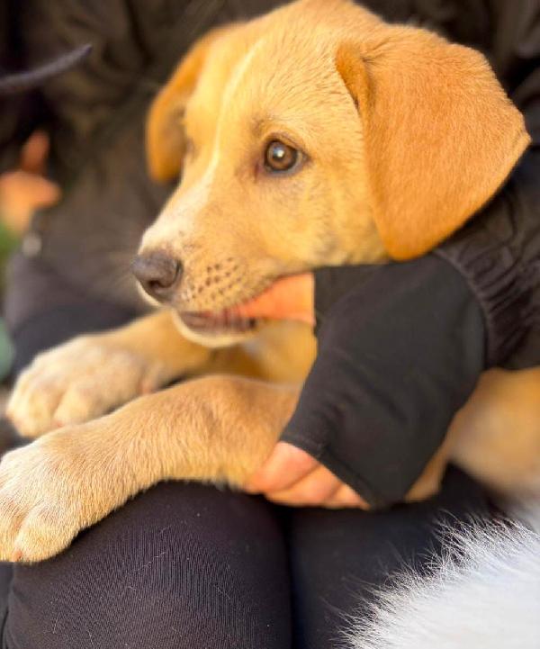 Wilson, 3 mesi, pastore Foto 5