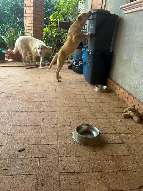 Wilson, 3 mesi, pastore Foto 6