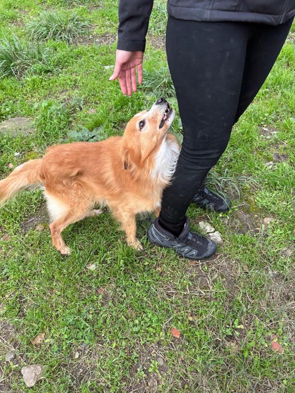 Ricky🐕similvolpino Foto 3