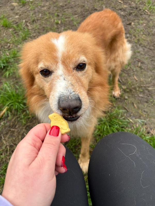 Ricky🐕similvolpino Foto 4